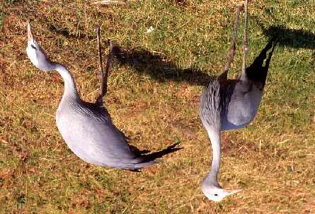 PAGE 13 OF 21 ANNEXURE A POWERLINE COLLISION SENSITIVE SPECIES IN SOUTHERN AFRICA Blue Crane Anthropoides paradisea Other names: Bloukraanvoël Weight and length: 5 kg, 100cm.