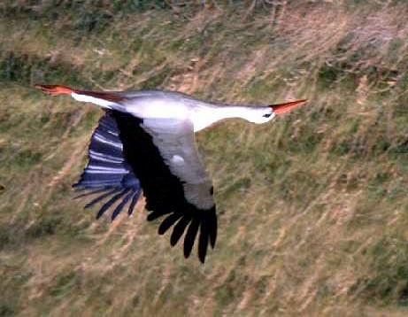 PAGE 18 OF 21 White Stork Ciconia ciconia Other names: Wit ooievaar, Wit sprinkaanvoël Weight: Up to 4.