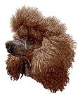 Dt818 - Poodle 27 (4 color variations) 8 colors / 9 thread changes Sizes (inches): 2.17; 2.56; 2.95 " height Sizes (cm): 5.50; 6.50; 7.50 cm height Stitches: 7400; 8400; 9600 1.