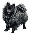 Dn819 - German Spitz 7 (black body) 7 colors / 7 thread changes Sizes (inches): 2.12; 2.51; 2.91 " height Sizes (cm): 5.4; 6.4; 7.4 cm height Stitches: 5900; 7000; 8500 1.