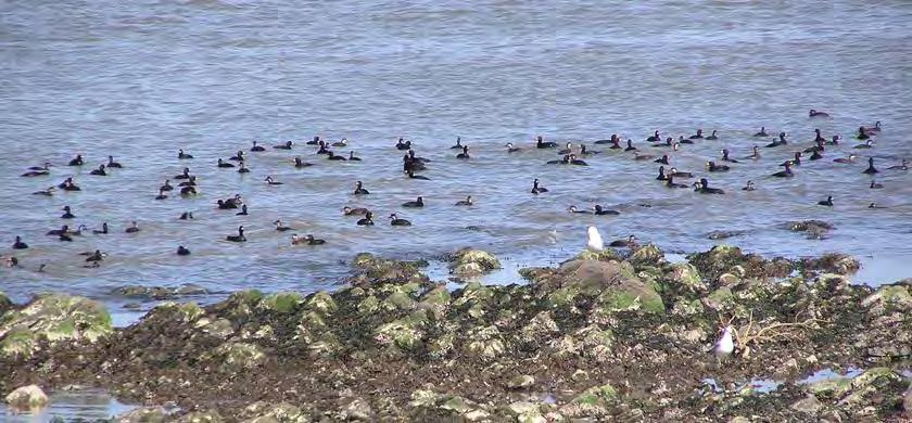 Species Summaries Black Scoters Capture Site: Chaleur Bay, New Brunswick/Quebec, Canada Chaleur Bay, a coastal area on the border of New Brunswick and Quebec, is the major spring stop-over site for