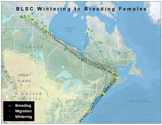 Figure 3. Migration of 27 adult female black scoters from wintering areas to breeding areas, including stopover points during spring migration.