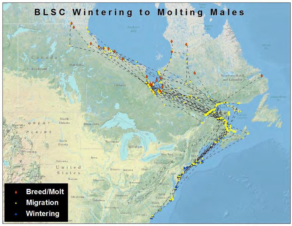 Figure 4. Migration of 37 adult male black scoters from wintering areas to breeding/molting areas, including stopover points during spring migration.