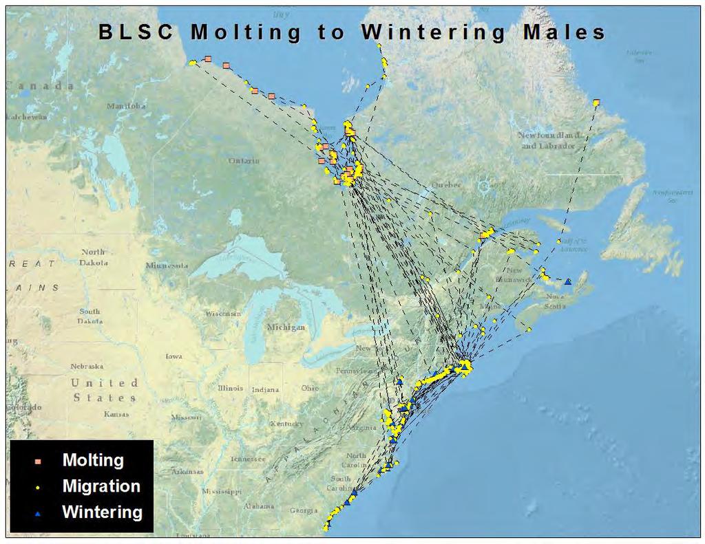 Figure 8. Migration of 38 adult male black scoters from breeding/molting areas to wintering areas, including stopover points during fall migration.