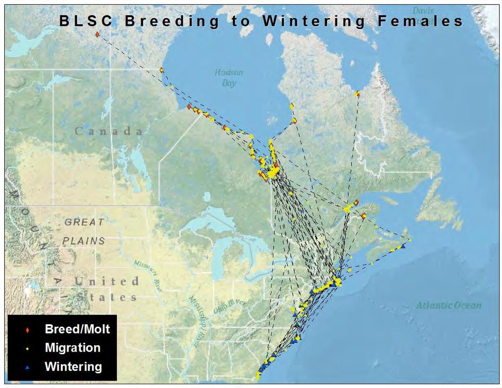 Figure 9. Migration of 40 adult female black scoters from breeding/molting areas to wintering areas, including stopover points during fall migration.