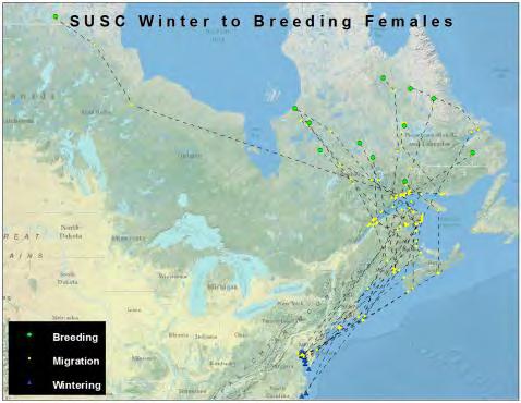 Figure 11. Spring migration routes for 12 adult female surf scoters marked during winter in Chesapeake Bay, MD, Pamlico Sound, NC and Narragansett Bay, RI.