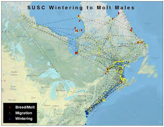 Figure 12. Spring migration routes for 28 adult male surf scoters marked during winter in Chesapeake Bay, MD/VA, Pamlico Sound, NC, and Narragansett Bay, RI.