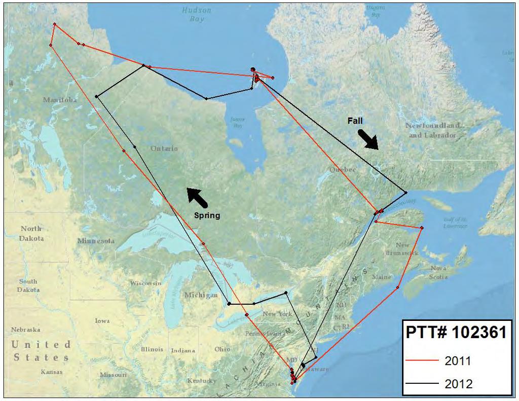 Figure 13. Migration route for male surf scoter #102361 over a two-year period showing how closely it followed the same migration path. The molting location varied by 58.