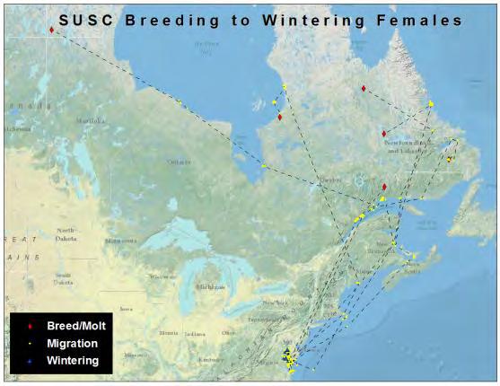 Figure 16. Fall migration routes for 6 adult female surf scoters from breeding areas to wintering areas.