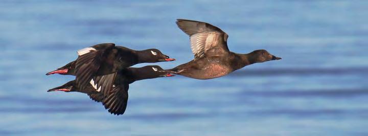 White-winged Scoters Capture Sites: Forestville, St.