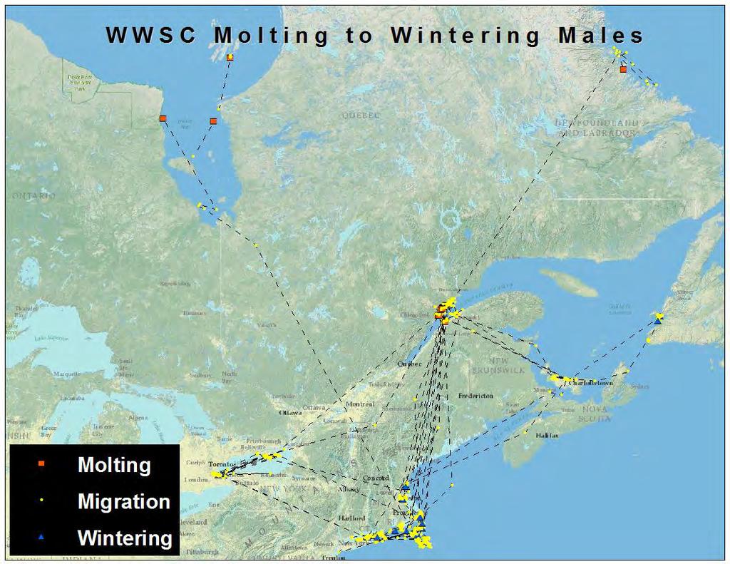 Figure 19. Southbound (fall/winter) migration pattern during 2011 and 2012 for adult male whitewinged scoters marked during molt at St.