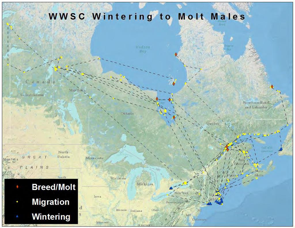 Figure 22. 2011 and 2012 northbound (spring/summer) migration pattern of adult male white-winged (2011, n=10; 2012, n=9).