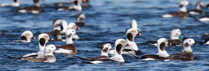Long-tailed Ducks Capture Sites: Nantucket, MA, Cape Cod, MA, Chesapeake Bay, MD & VA, and Lake Ontario, Canada According to the sea duck surveys reported by Silverman et al.