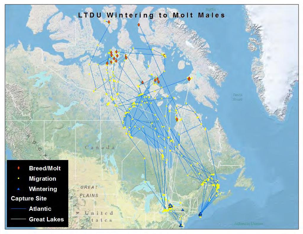 Figure 26. Spring migration patterns for 18 adult male long-tailed ducks marked during winter along the Atlantic coast and on Lake Ontario.