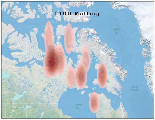 Figure 28. Molting areas for 18 adult male long-tailed ducks marked during winter along the Atlantic coast and on Lake Ontario.