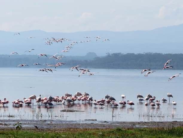 Day 9 Today the full day was to be spent within Nakuru NP, famed for its lake we soon found out there is a lot more to this fascinating reserve, with extensive areas of open grassland and rich forest.