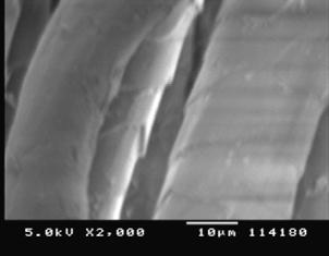Plate 5: Alkaline Enzymes Treated Sample With 10% Microwave Dyeing Observation of Scanning Electronic Machine (Microwave dyed Sample) On close examination of the SEM images of acid and alkaline