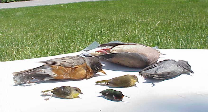 bird-window impact fatalities: above, cedar waxwings outside Wilson Hall; below,