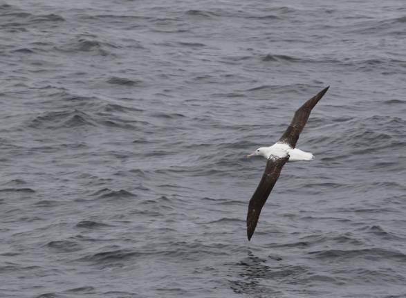 Further out we should start seeing different albatross, petrels, and shearwaters (Shy, Indian Yellownosed, Southern Royal, Northern Giant Petrel, Whitechinned Petrel, Wilson s Storm Petrel, and Sooty