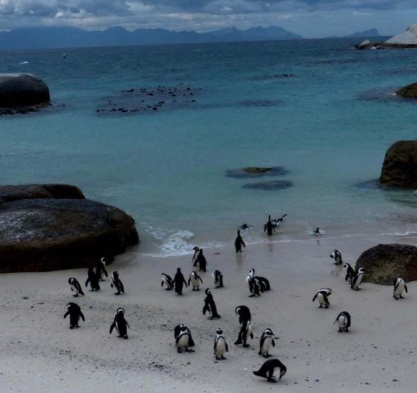 We finish the day by visiting a colony of African Penguins. This species uses coastal dunes to excavate burrows where they raise their two young.