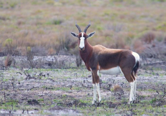 We are also on the lookout for the increasingly rare Bontebok and Cape Mountain Zebra, along with some of the area s numerous species of tortoises as we drive through