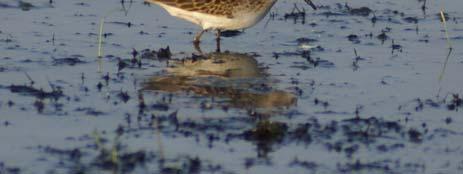 Sandpipers in the
