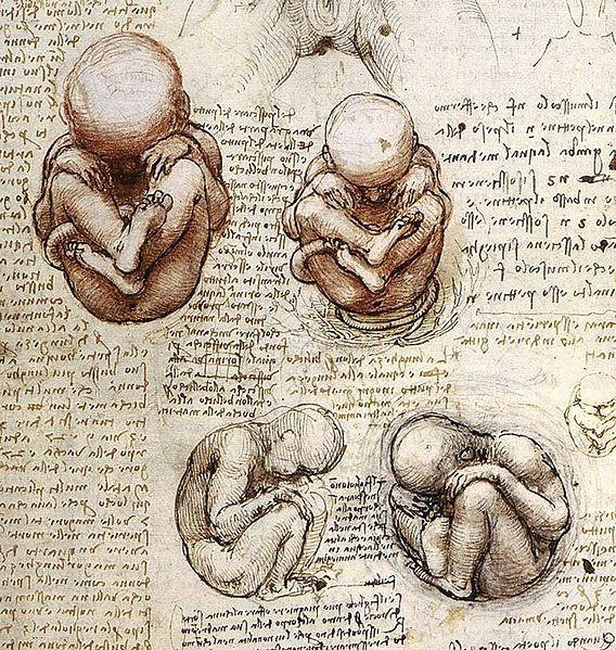 Man Studies of a fetus