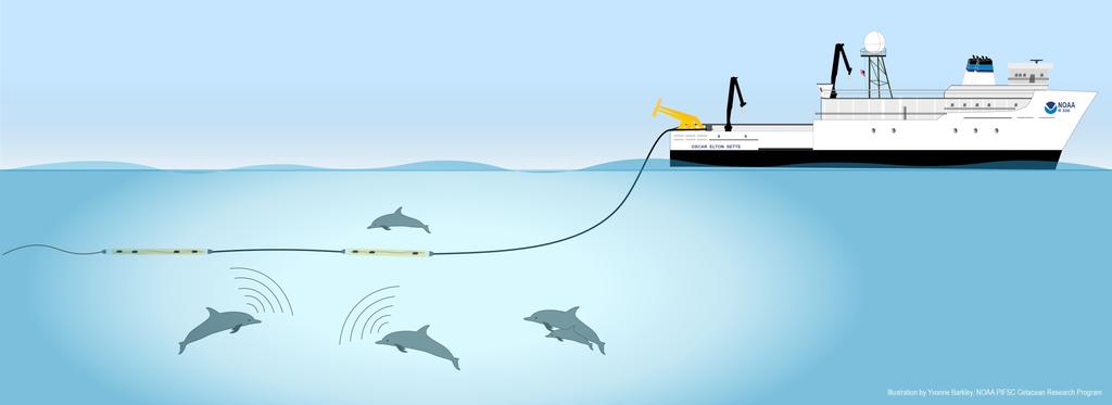Passive acoustic survey for cetaceans Listening with a towed hydrophone array