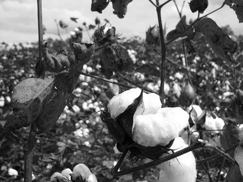 King Cotton By the late 1860s, the So