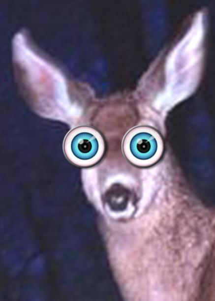 Don t be a deer in the headlights They will try to kill your bill: Re-write it Throw it in the drawer Delay /