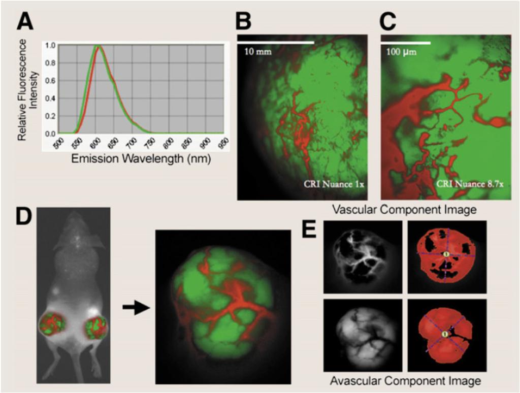 INTRODUCTION: CONFOCAL LASER SCANNING MICROSCOPY (CLSM) High sensitivity and chemical specificity Compared to CRM, perform real-time 3D imaging using reflection or fluorescence contrast with greatly