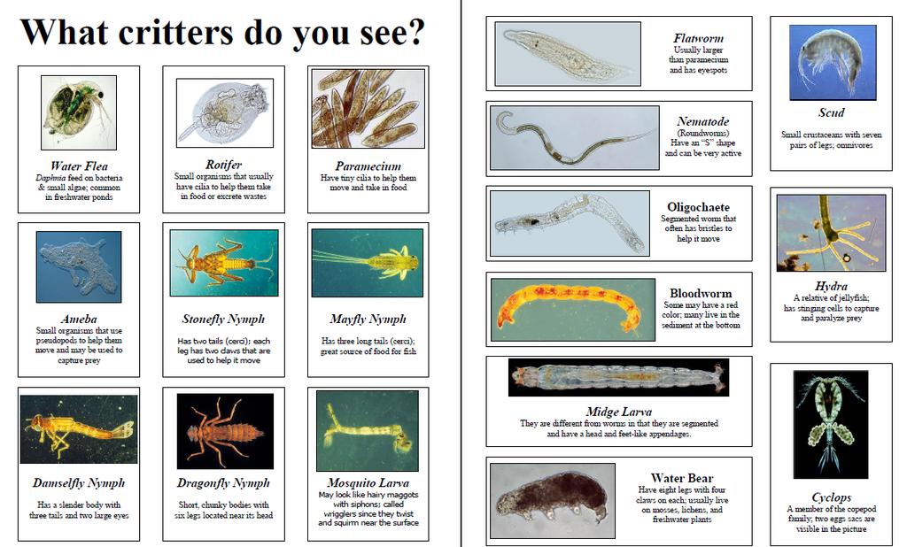 ADD TO NOTES Terms to know Phytoplankton = Microscopic plant life Zooplankton = Microscopic animal life A few things to remember 1 Only use the RED banded and YELLOW banded objectives with pond