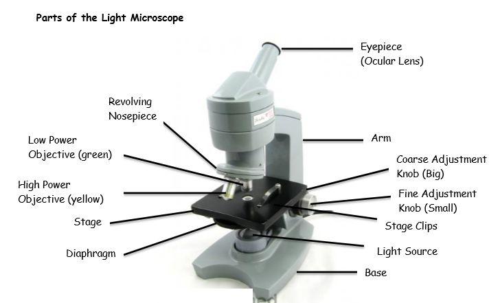 Microscope Notes Problem: What is the purpose of using a microscope?