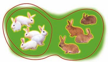 Mahit has 4 brown rabbits and 5 white rabbits. A ratio is a comparison of 2 quantities with the same unit.