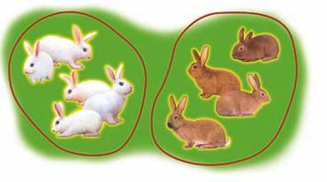 5 to 4 or 5 : 4 white rabbits to all the rabbits: The ratio of brown rabbits to white rabbits is 4 to 5, or 4 : 5. These are part-to-part ratios.
