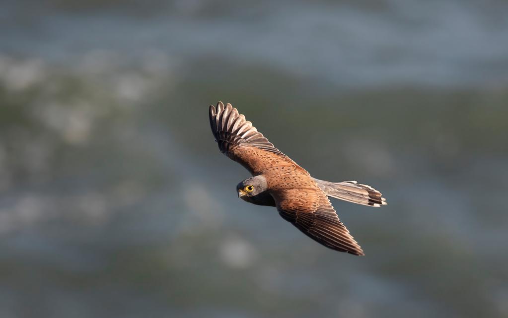 Photograph by Kate Morris Rock Kestrel in flight, Canon 7D MkII + Canon EF 100-400mm f/4.