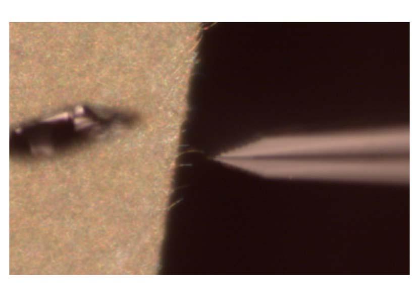 Figure 2.4 Optical micrograph showing silicon nanowires extending from an oxidized silicon growth substrate with microtweezers approaching for individual manipulation.