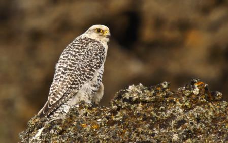 Far from it en-route we have some very interesting possibilities to seek out in terms of birds: in particular the enormous White-tailed Eagle, but also species such as Pink-footed Goose, Merlin,