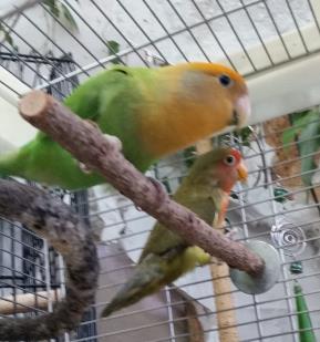 BC EXOTIC BIRD SOCIETY MONTHLY NEWSLETTER Issue # 5 Latino Peach Face love bird.