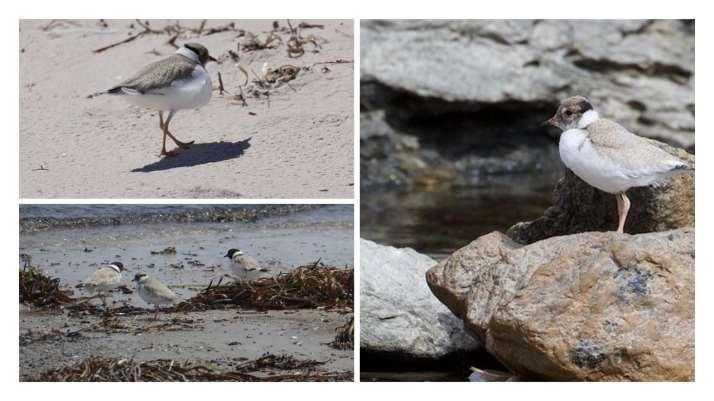 HOODED PLOVER SUCCESS It has certainly been a very busy Hooded Plover breeding season on our stretch of the coast from Myponga to Lands End with over 14 nests, 7 chicks and 4 confirmed fledglings at