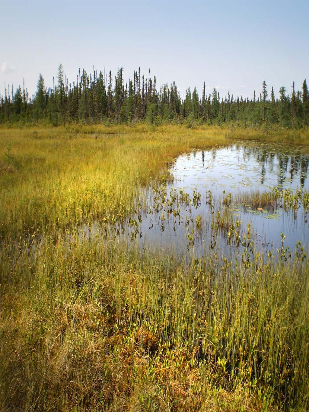 Wetland Fen Image from Ducks Unlimited Canada.
