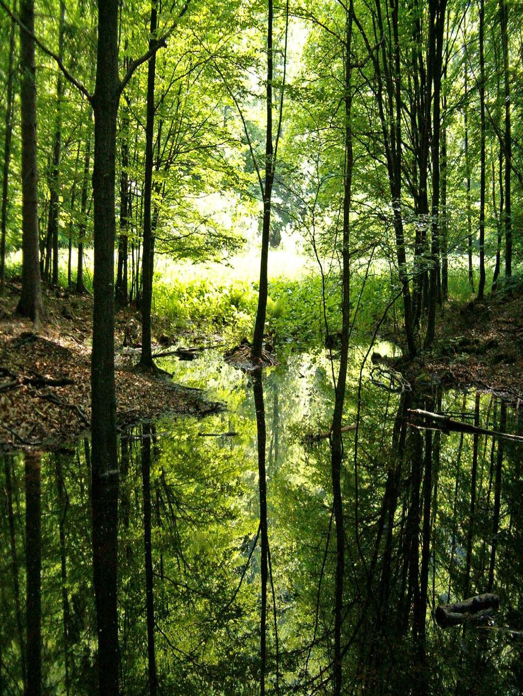 Wetland Swamp Image from Ducks Unlimited Canada.