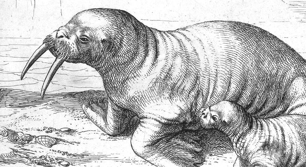A walrus, a polar bear and a humpback whale: Nineteenth-century Dundee s trade in exotic animals Thursday 7 March The McManus Collections Unit, Barrack Street 6.30-7.
