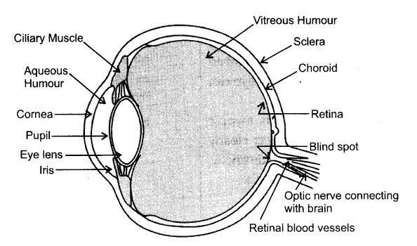 Long Answer Questions Question 6. Explain the structure and functioning of Human eye. How are we able to see nearby as well as distant objects? Answer. Human Eye: The natural optical device through which one could see objects around him.