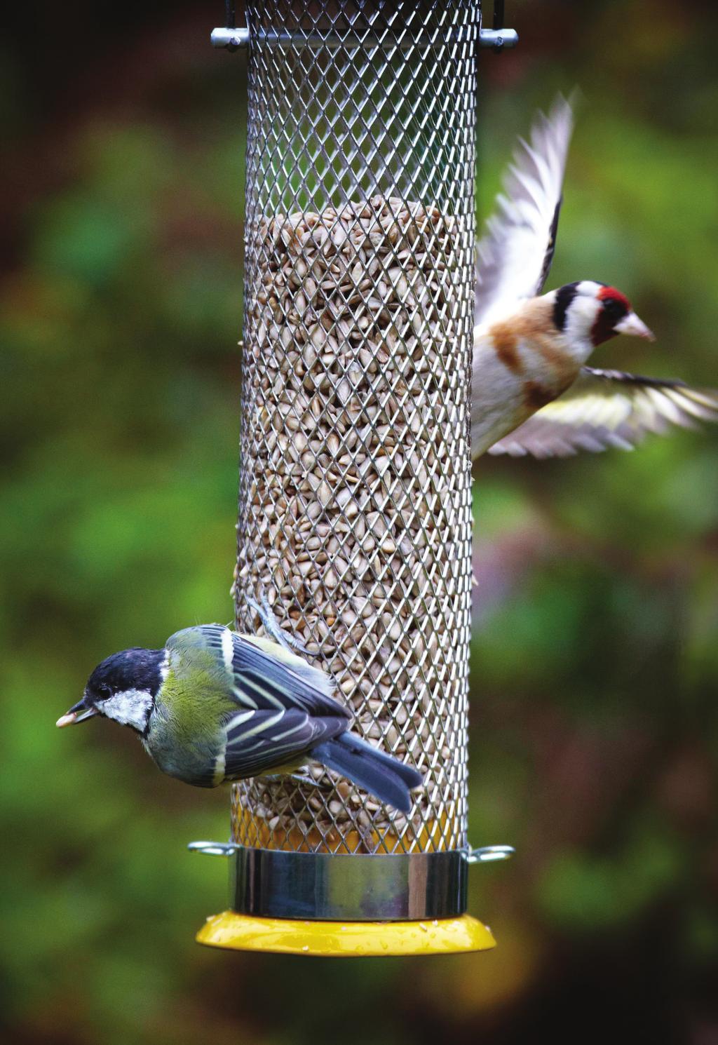 Optimal Foraging Study White Paper 3 Executive summary Nature s Feast has undertaken a comprehensive study of the foraging habits of wild birds.