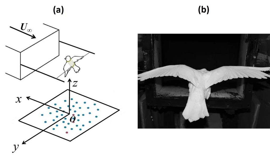 Figure 1: Experiment setup: (a) the diagram of the experimental setup; (b) image of the pigeon during the level flight at U = 15 m/s. suppress acoustic reflections.