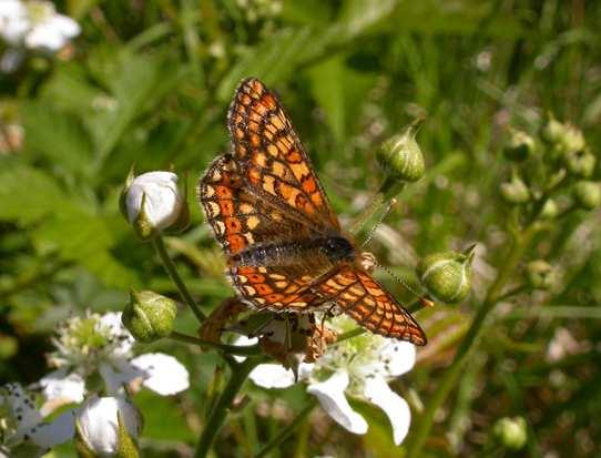 Useful information 3 4 5 6 Photo: Marsh Fritillary butterfly, credit G Tordoff Declining Species The Marsh Fritillary is one of the most rapidly declining butterflies in Europe.