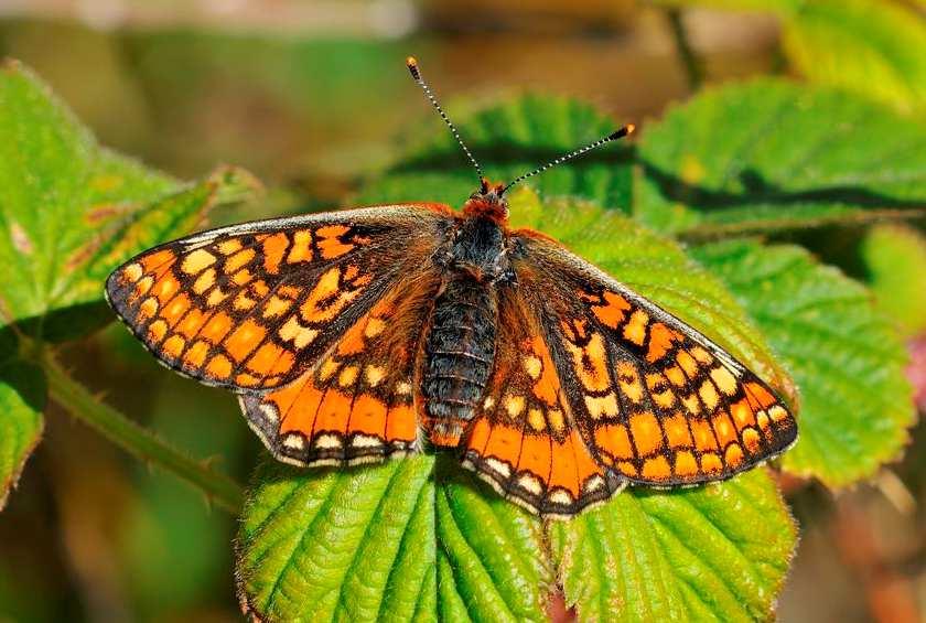 It has taken Butterfly Conservation, NRW, Neath Port Talbot CBC and commoners five patient years to set up the scheme near Seven Sisters in Neath Port Talbot.