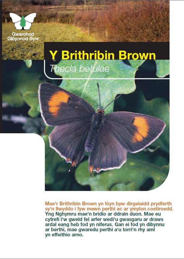 in Wales please contact: charity in Europe with nearly 15,000 members in the UK. Its aim is the conservation of butterflies moths and our environment. wales@butterfly-conservation.
