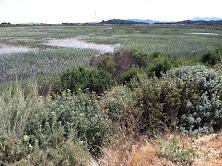Sonoma Baylands Restored to tidal action in 1996 Ridgway